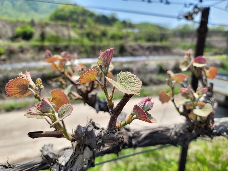 허니캠벨님의 장터 판매 상품 [상주 모서 포도 캠벨포도 꿀봉포도 2kg] 첨부 사진