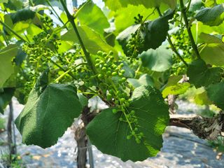 허니캠벨님의 작성글 사진