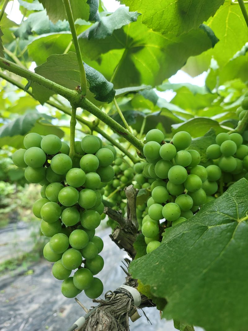 허니캠벨님의 장터 판매 상품 [상주 모서 포도 캠벨포도 꿀봉포도 2kg] 첨부 사진