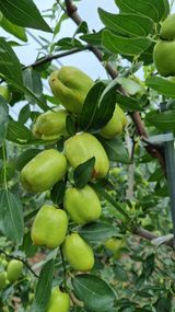 팜모닝 9월 내 작물 자랑하기·참여글 게시글 이미지