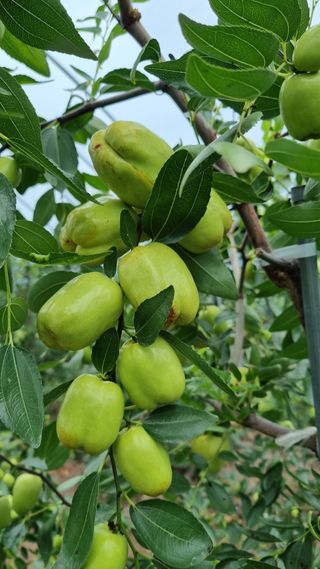 오학봉(멀티팜)님의 9월 내 작물 자랑하기 · 참여글 작성글 사진