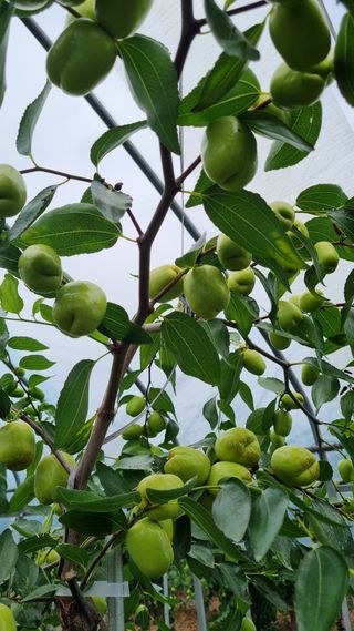 오학봉(멀티팜)님의 9월 내 작물 자랑하기 · 참여글 작성글 사진