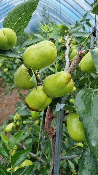 오학봉(멀티팜)님의 9월 내 작물 자랑하기 · 참여글 작성글 사진