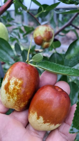 오학봉(멀티팜)님의 9월 내 작물 자랑하기 · 참여글 작성글 사진