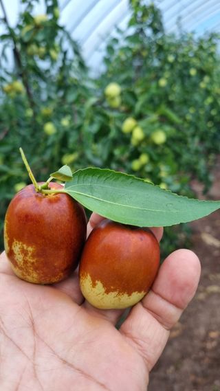 오학봉(멀티팜)님의 9월 내 작물 자랑하기 · 참여글 작성글 사진