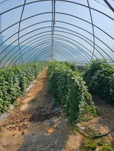 팜모닝 9월 내 작물 자랑하기·참여글 게시글 이미지