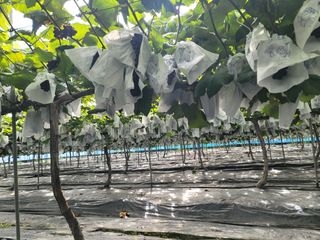 임운락님의 9월 내 작물 자랑하기 · 참여글 작성글 사진