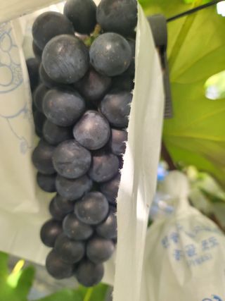 임운락님의 9월 내 작물 자랑하기 · 참여글 작성글 사진