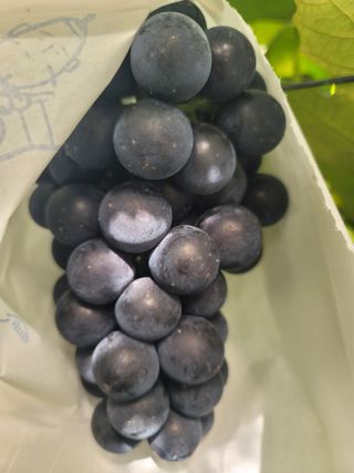 임운락님의 9월 내 작물 자랑하기 · 참여글 작성글 사진