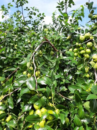 강물처럼님의 9월 내 작물 자랑하기 · 참여글 작성글 사진