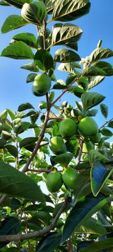 팜모닝 9월 내 작물 자랑하기·참여글 게시글 이미지