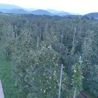 조순자님의 9월 내 작물 자랑하기 · 참여글 작성글 사진