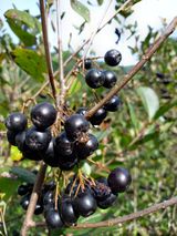 팜모닝 9월 내 작물 자랑하기·참여글 게시글 이미지