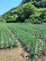 팜모닝 9월 내 작물 자랑하기·참여글 게시글 이미지