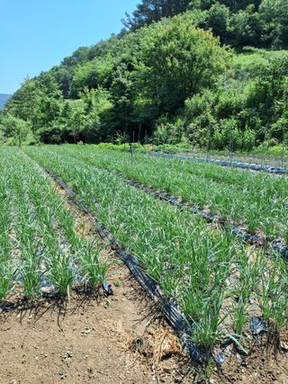 경선님의 9월 내 작물 자랑하기 · 참여글 작성글 사진