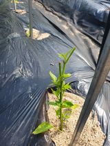 팜모닝 고추·자연재해•동물피해 게시글 이미지