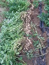 팜모닝 9월 내 작물 자랑하기·참여글 게시글 이미지