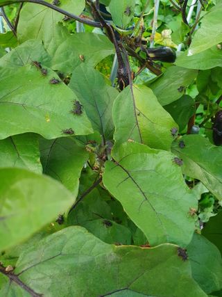 죽장인님의 자유주제 · 자유게시판 작성글 사진