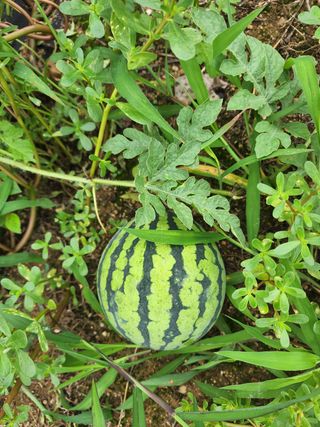 yu정님의 블루베리 · 자유게시판 작성글 사진