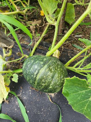 yu정님의 블루베리 · 자유게시판 작성글 사진