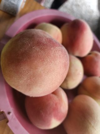 yu정님의 블루베리 · 자유게시판 작성글 사진