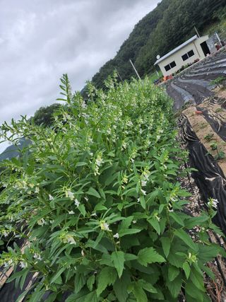 yu정님의 블루베리 · 자유게시판 작성글 사진