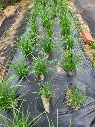 yu정님의 블루베리 · 자유게시판 작성글 사진