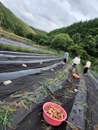 yu정님의 블루베리 · 자유게시판 작성글 사진