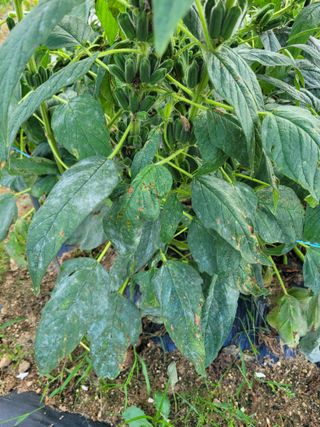 이상열님의 참깨 · 병해충상담 작성글 사진