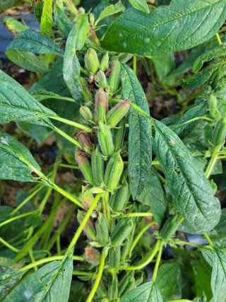 이상열님의 참깨 · 병해충상담 작성글 사진