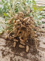 팜모닝 자유주제·자유게시판 게시글 이미지