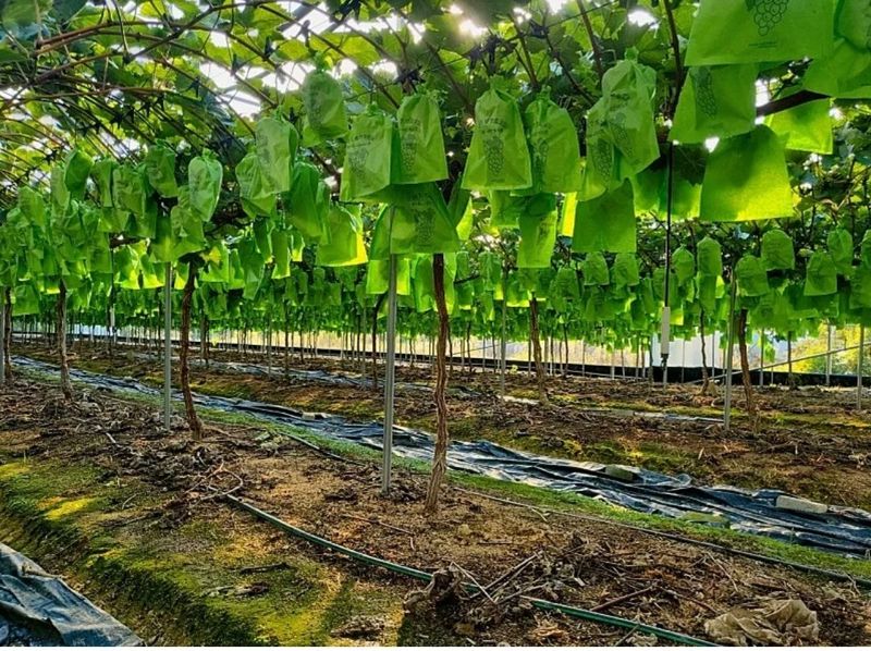 장터 상품 [샤인머스켓 2kg (3수)1박스] 썸네일