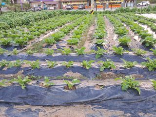 김미자님의 고구마 · 병해충상담 작성글 사진