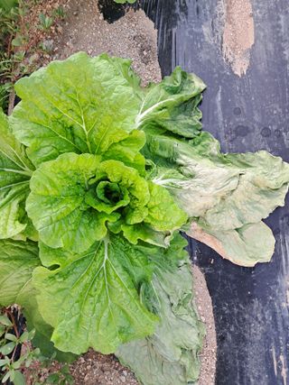 김미자님의 고구마 · 병해충상담 작성글 사진