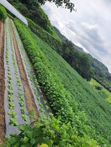 팜모닝 9월 내 작물 자랑하기·참여글 게시글 이미지