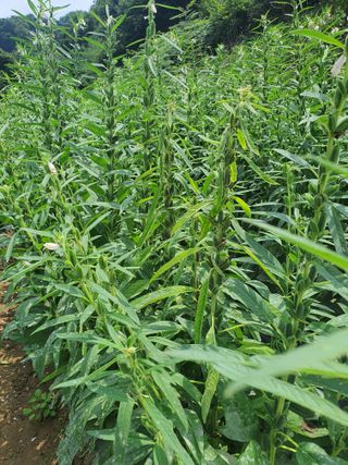 김태권님의 9월 내 작물 자랑하기 · 참여글 작성글 사진