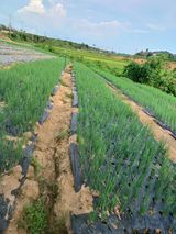 팜모닝 9월 내 작물 자랑하기·참여글 게시글 이미지