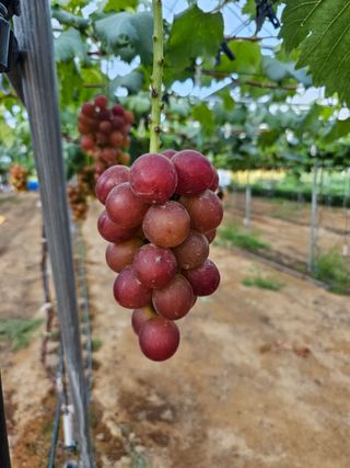 이재혁님의 포도 · 자유게시판 작성글 사진