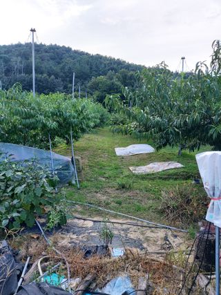 ahnda님의 복숭아 · 자유게시판 작성글 사진