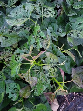 정택님의 고구마 · 병해충상담 작성글 사진