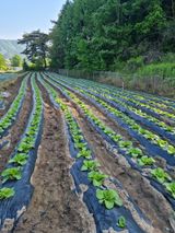 팜모닝 배추·일상 게시글 이미지