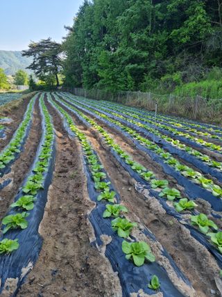 오태원님의 배추 · 일상 작성글 사진