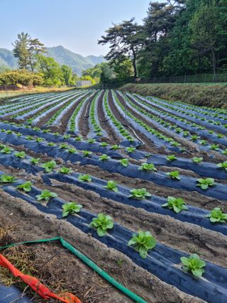 오태원님의 배추 · 일상 작성글 사진