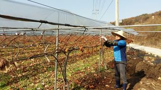 운악산포도님의 자유주제 · 자유게시판 작성글 사진