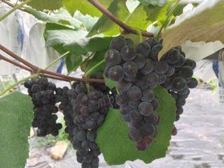 운악산포도님의 자유주제 · 자유게시판 작성글 사진