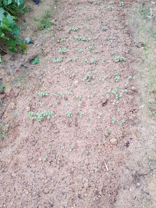 함평초보농민김지선님의 9월 내 작물 자랑하기 · 참여글 작성글 사진