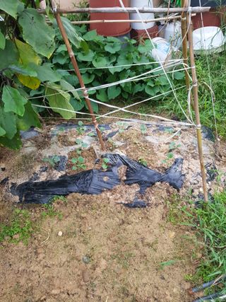 함평초보농민김지선님의 9월 내 작물 자랑하기 · 참여글 작성글 사진