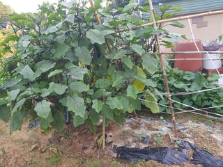 함평초보농민김지선님의 9월 내 작물 자랑하기 · 참여글 작성글 사진