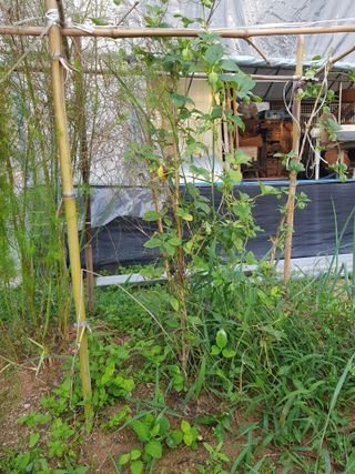 함평초보농민김지선님의 9월 내 작물 자랑하기 · 참여글 작성글 사진