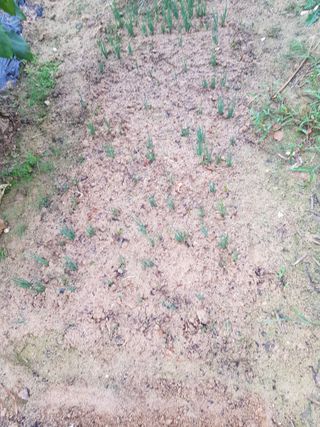 함평초보농민김지선님의 9월 내 작물 자랑하기 · 참여글 작성글 사진